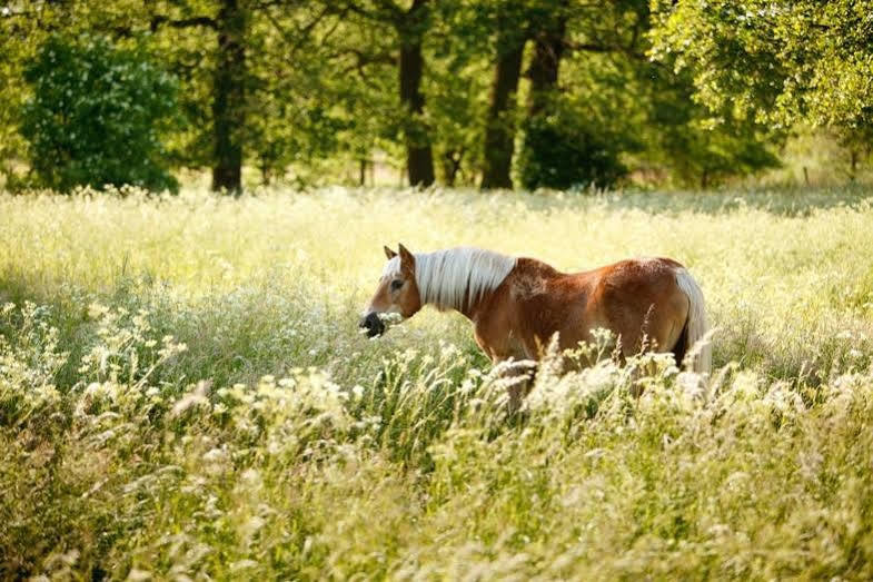 Landhotel Zum Pottkuchen Kalbe  Esterno foto
